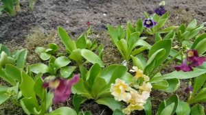 Аурикулы или ушковая примула . Агротехника . Primula auricula .