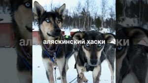 Северные ездовые собаки ?