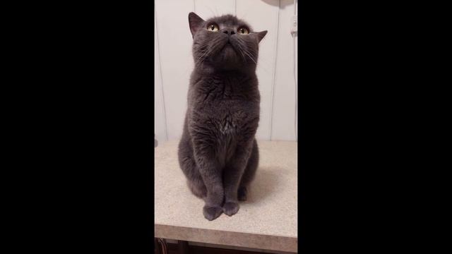 Narva Sädemeke lasteaia lapsed: "Aita kodutuid loomi!". LAK-õppe kuu, 2022a. смотреть онлайн