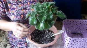 Как организовать  фитильный полив. Мой опыт.