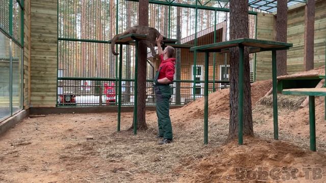 ПУМА НАПАЛА НА ЧЕЛОВЕКА смотреть онлайн