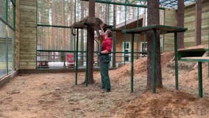 ПУМА НАПАЛА НА ЧЕЛОВЕКА