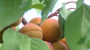 Абрикосы на Южном Урале