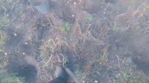 КАРТОФЕЛЬ ИЗ СЕМЯН 3-Й ГОД УРОЖАЙ