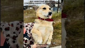 Команда Спасения 4Лапы, спасаем брошенных и бездомных собак и кошек, лечим и ищем им добрых хозяев