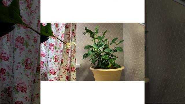 Как рассадить фикус Мокламе