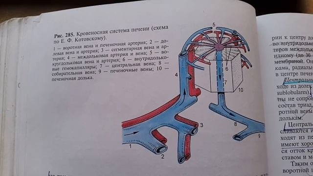 Печеночная долька. Кровеносная система печени. Чудесная сеть. Печеночная триада