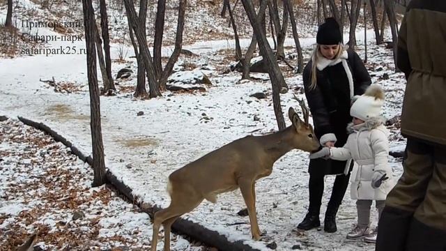 КОСУЛИ, ИЗЮБРЬ, ПЯТНИСТЫЕ ОЛЕНИ В ЗИМНЕМ САФАРИ-ПАРКЕ смотреть онлайн