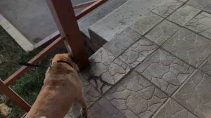 СОЛНЕЧНОЕ УТРО/ПРОГУЛКА С МОПСОМ