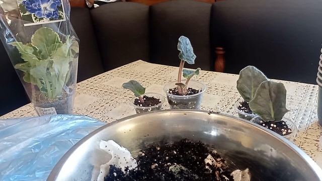 Мои новиночки фиалок. Как срезаю черенок для укоренения? смотреть онлайн