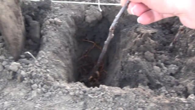 Высаживаем клоновый подвой дусен 54-118 для окулировки яблонь. смотреть онлайн