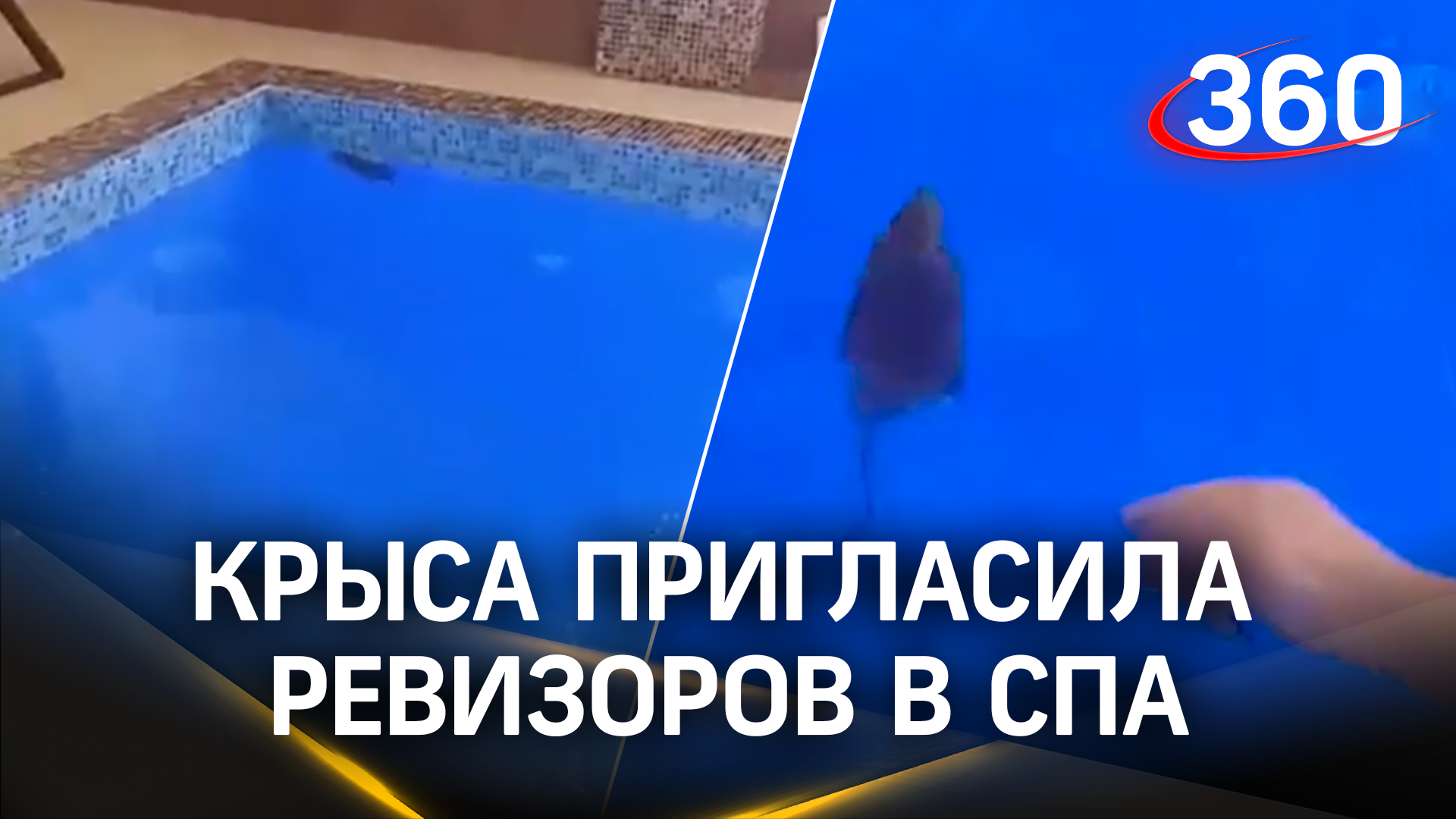 Крыса расслабляется в спа-комплексе во Владимире