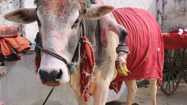 МУЖЧИНА СДЕЛАЛ БИЗНЕС НА МУТАНТЕ смотреть онлайн