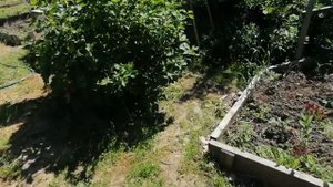 Как устроить и использовать  компостные ёмкости на даче