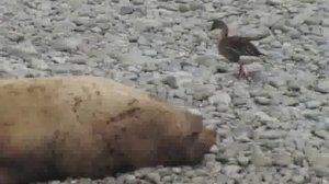 Лежбище морских котиков на острове Беринга