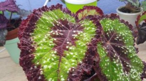 My begonia DS-Весенний сад (DS-Spring Garden)