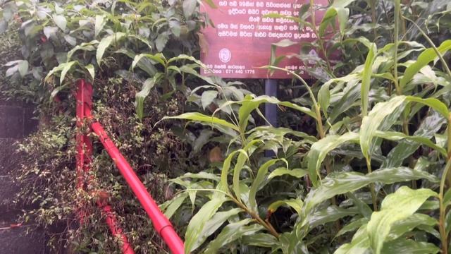 Sri Lanka 2021 november Adam’s peak. Шри Ланка 2021 ноябрь Пик Адама смотреть онлайн