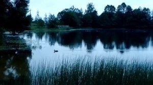 Обзор Озера Село Алексино Смоленская Область Дорогобужский район. Тихий вечер. Звуки леса и пение
