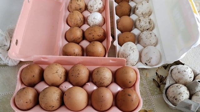 Дача в марте 2022 г/растаяла дорога к даче/курочки нас радуют/где весна?/ работа в курятнике часть