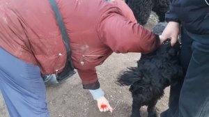 Black Russian Terrier Riesenschnauzer Chibo Dog  🐕 🎥