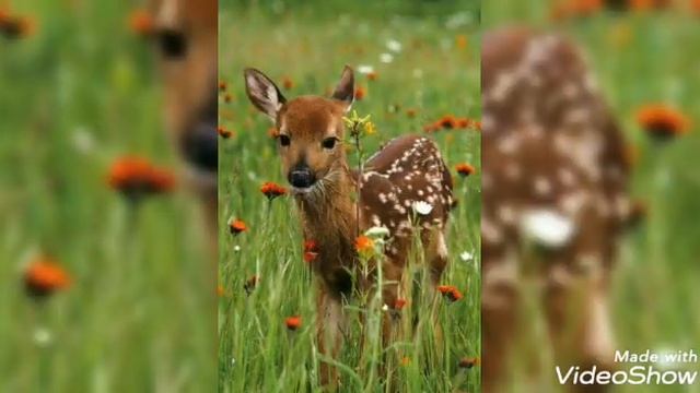 НАСЛАЖДАЙТЕСЬ И ЛОВИТЕ КАЖДЫЙ МОМЕНТ! ПЕСНЯ"ЛУЧИКИ НАДЕЖДЫ И ДОБРА". ?????????????#животныймир смотреть онлайн