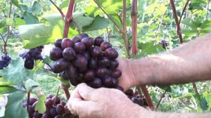 Виноградные формы на участке Люмина А.В.