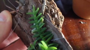 Новые малыши Schoenorchis в коллекцию и их посадка