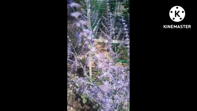 Перовския или Русский Шалфей #Shorts смотреть онлайн