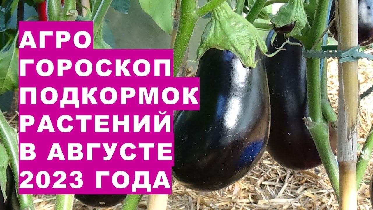 Агрогороскоп подкормок растений в августе 2023 года. Агрогороскоп підживлення рослин в серпні 2023
