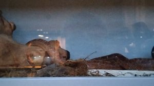 жизнь животных