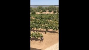 Продажа виноградников в Краснодарском крае