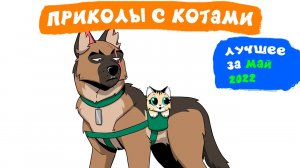 Приколы с котами. ЛУЧШЕЕ ЗА МАЙ 2022 | Мемозг