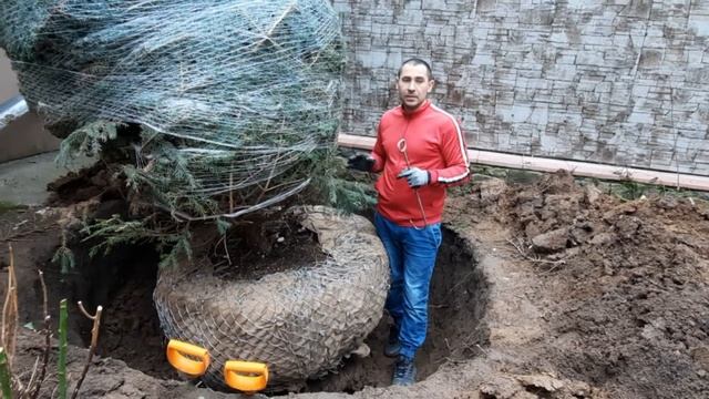Как посадить большое растение, пересаживаем ель | нow to plant a large plant