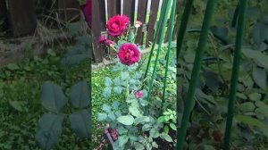 Английская роза Воллертон олд холл, саженец весна 2021 года. Второе цветение.