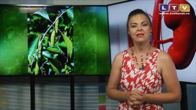 Beneficiile frunzelor de mesteacan - Litoral TV
