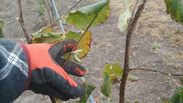 ЛИШНЯЯ ПОРОСЛЬ: КАК И ЗАЧЕМ удалять лишнюю поросль??? смотреть онлайн