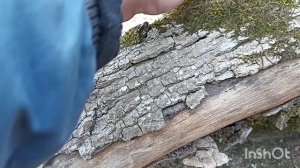 коп в северной Осетии