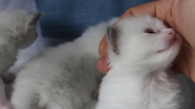 Котята породы Рэгдолл смотреть онлайн