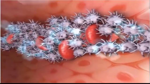 Умумий клиник қон тахлили смотреть онлайн