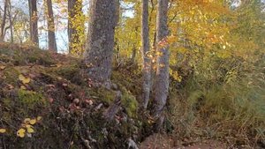 как растут подосиновики