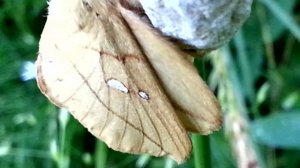 Коконопряд сидит на коконе