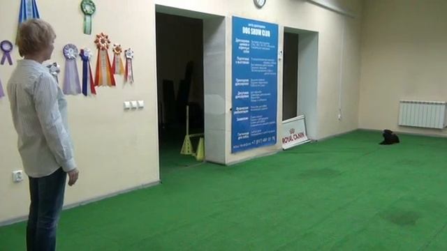 Цвергшнауцер Стася на занятиях и испытаниях по ОКД смотреть онлайн