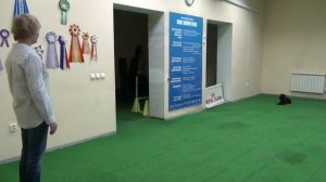 Цвергшнауцер Стася на занятиях и испытаниях по ОКД