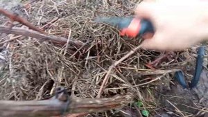 обрезка неправильно сформированного куста винограда