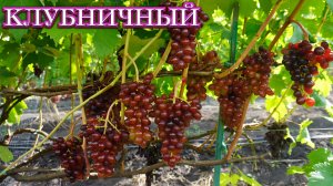 Виноград Клубничный.