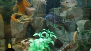 Цихлида АУЛОНОКАРА РЕД РУБИН брач  игры.