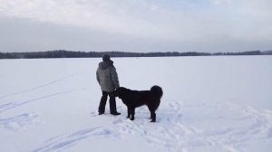 Монгольская овчарка - банхар. Просторы Веготского озера. Декабрь 2018 год.