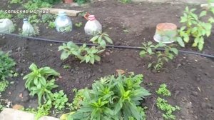 Рододендрон. Уход, обрезка, подкисление почвы, лечим хлороз.