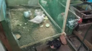 Сколько весит Гриз бар 3 поколение