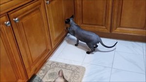 Канадский сфинкс Муфаса. Собачий разум